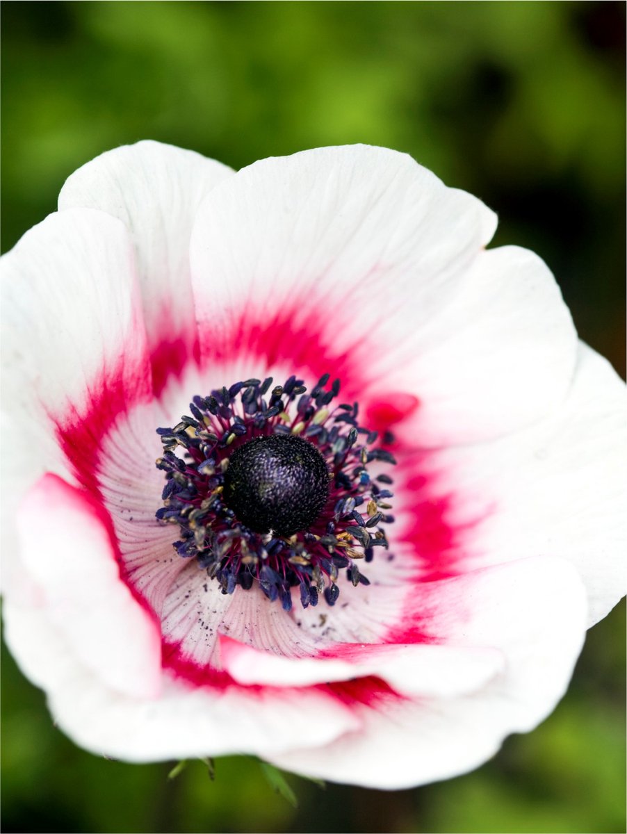 50x Anemoon 'Bicolor duet coronaria' - BULBi® Bloembollen met bloeigarantie