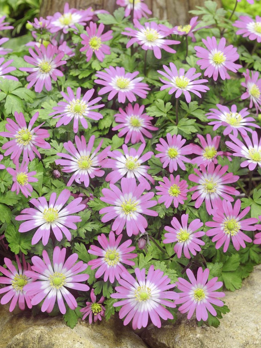 30x Anemoon 'Charmer blanda' - BULBi® Bloembollen met bloeigarantie