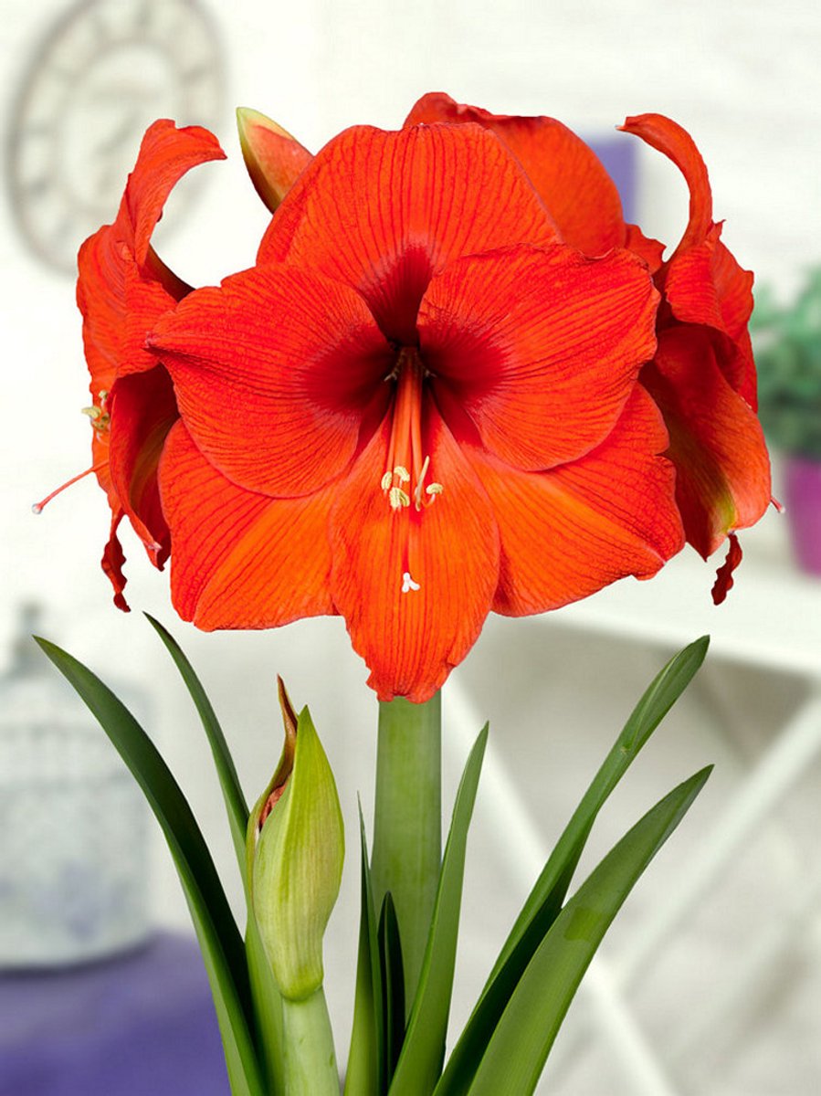 1x Hippeastrum 'Orange souvereign' - BULBi® Bloembollen met bloeigarantie