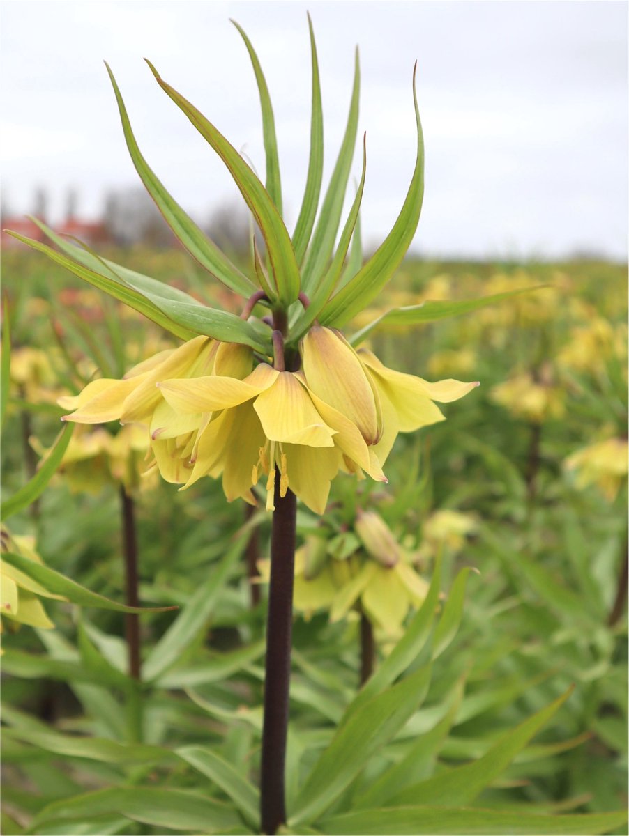 2x Fritillaria 'Fritillaria early sensation' - BULBi® Bloembollen met bloeigarantie