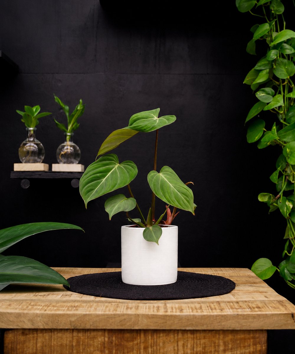 Philodendron Gloriosum | 30cm | met witte keramieken pot