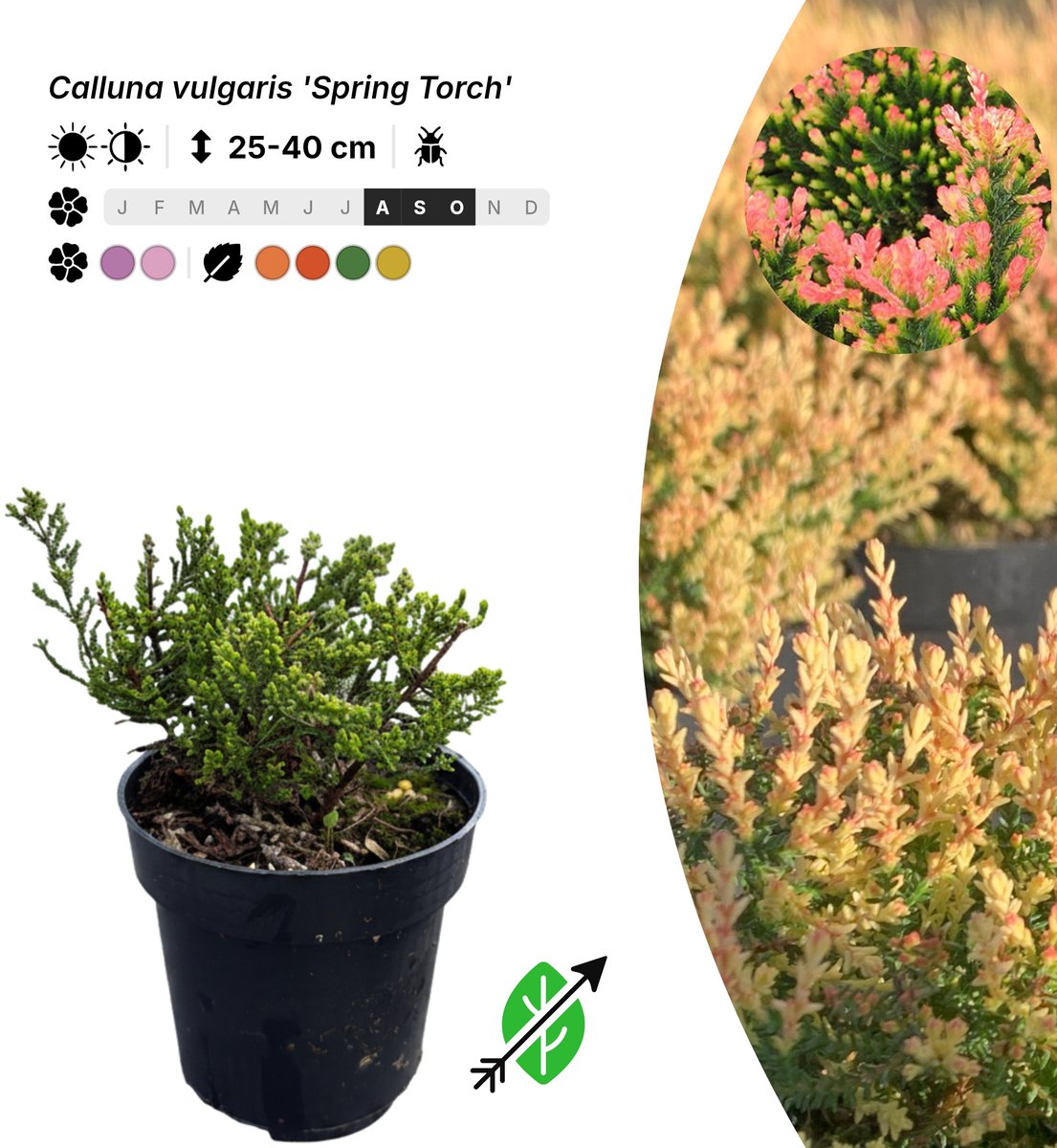 Singleplants - 10x Calluna vulgaris 'Spring Torch' - Pot P9,5 - bodembedekker - in bloeiperiode