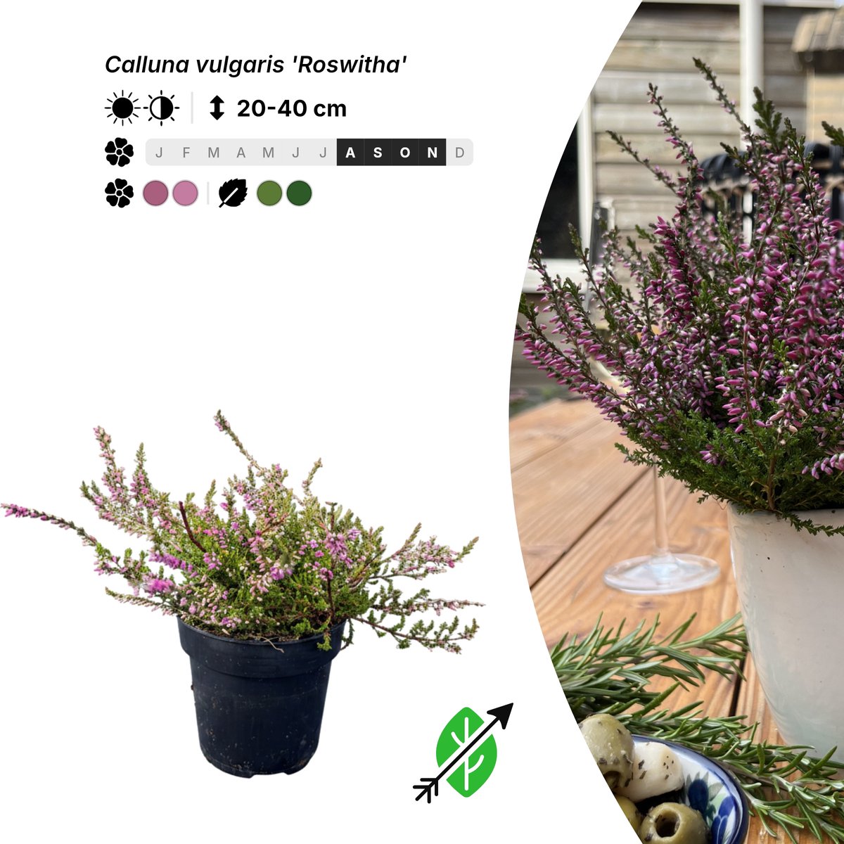 Singleplants - 20x Calluna vulgaris 'Roswitha' - Pot P9,5 - bodembedekker - in bloeiperiode