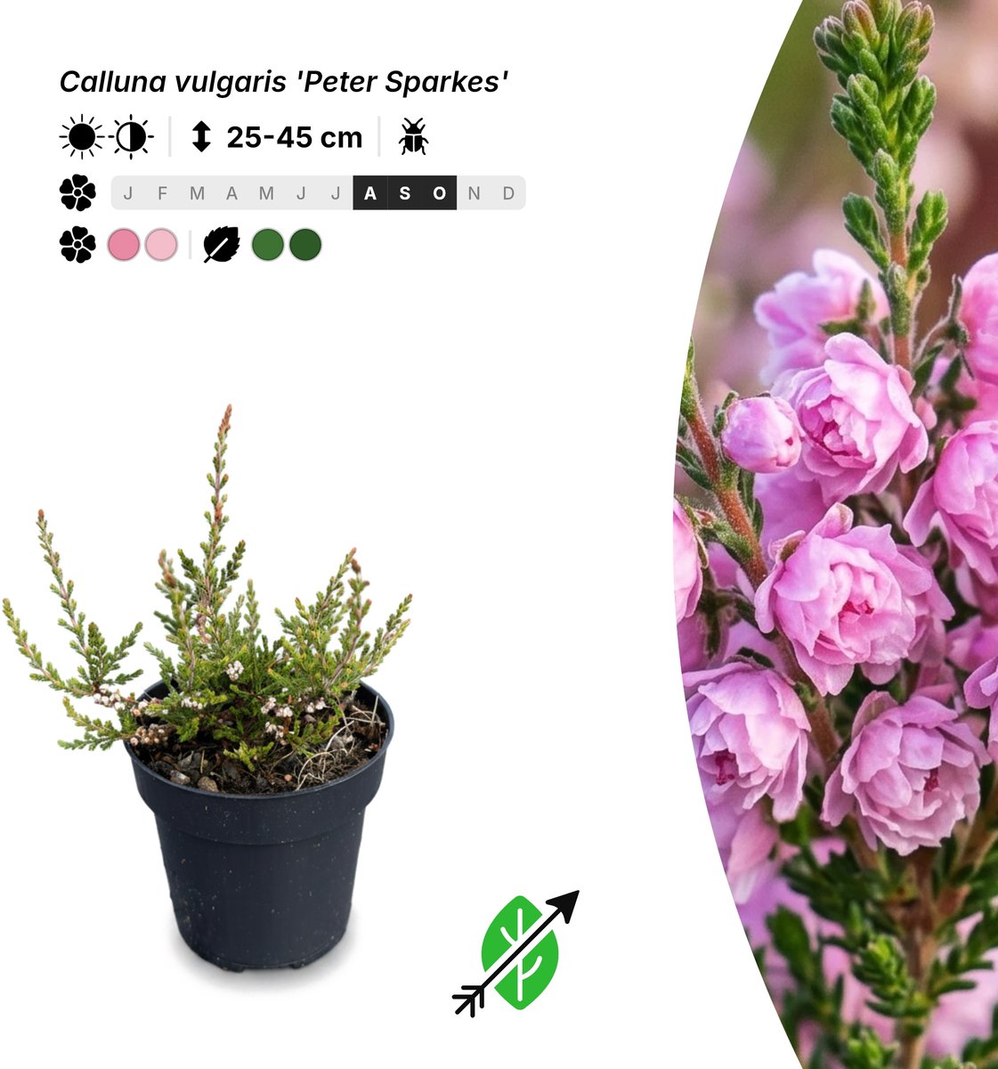 Singleplants - 6x Calluna vulgaris 'Peter Sparkes' - Pot P9,5 - bodembedekker - in bloeiperiode