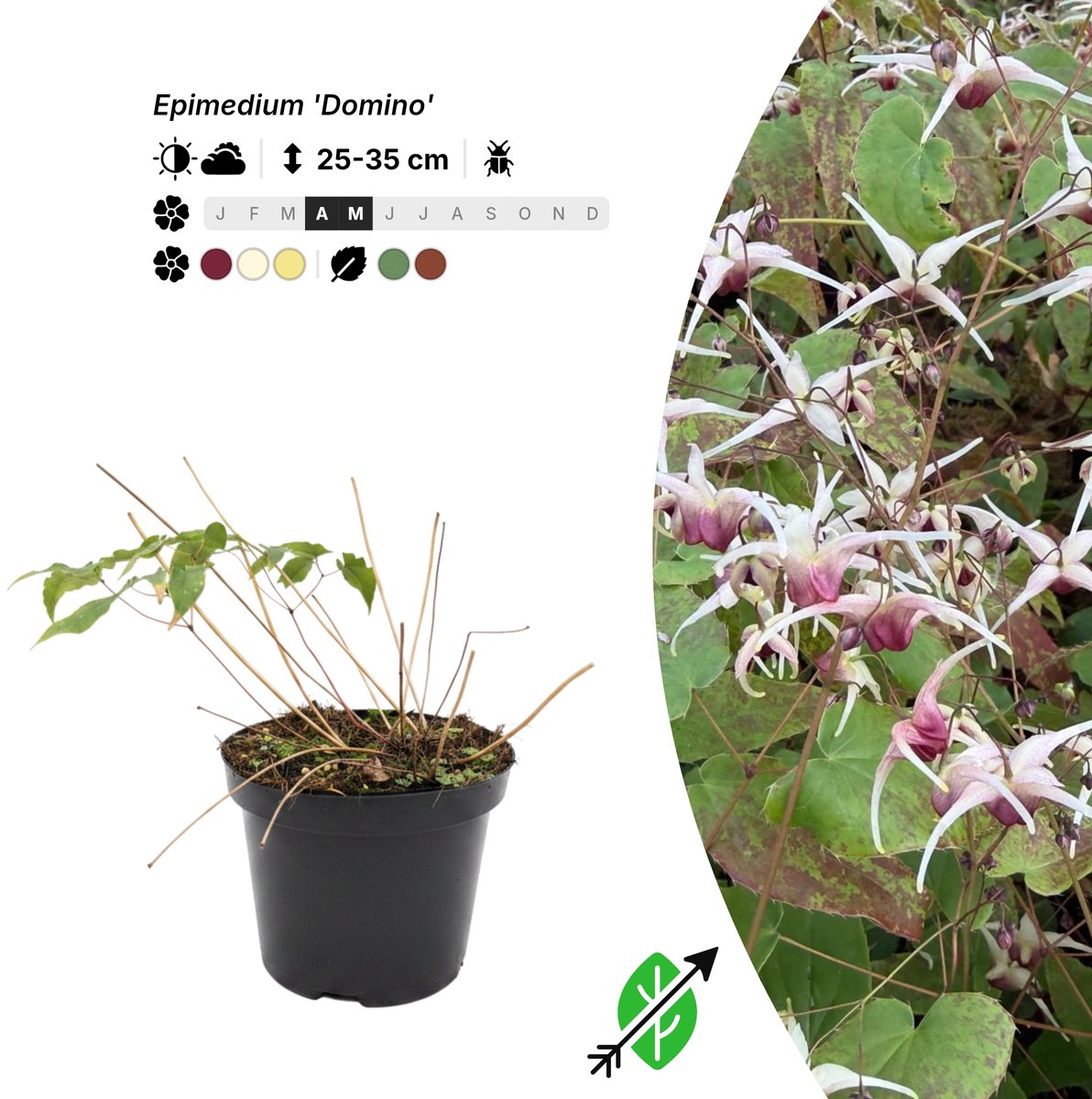 Singleplants - 6x Epimedium 'Domino' - Pot C1.5 - bodembedekker - winterhard tot -25°C