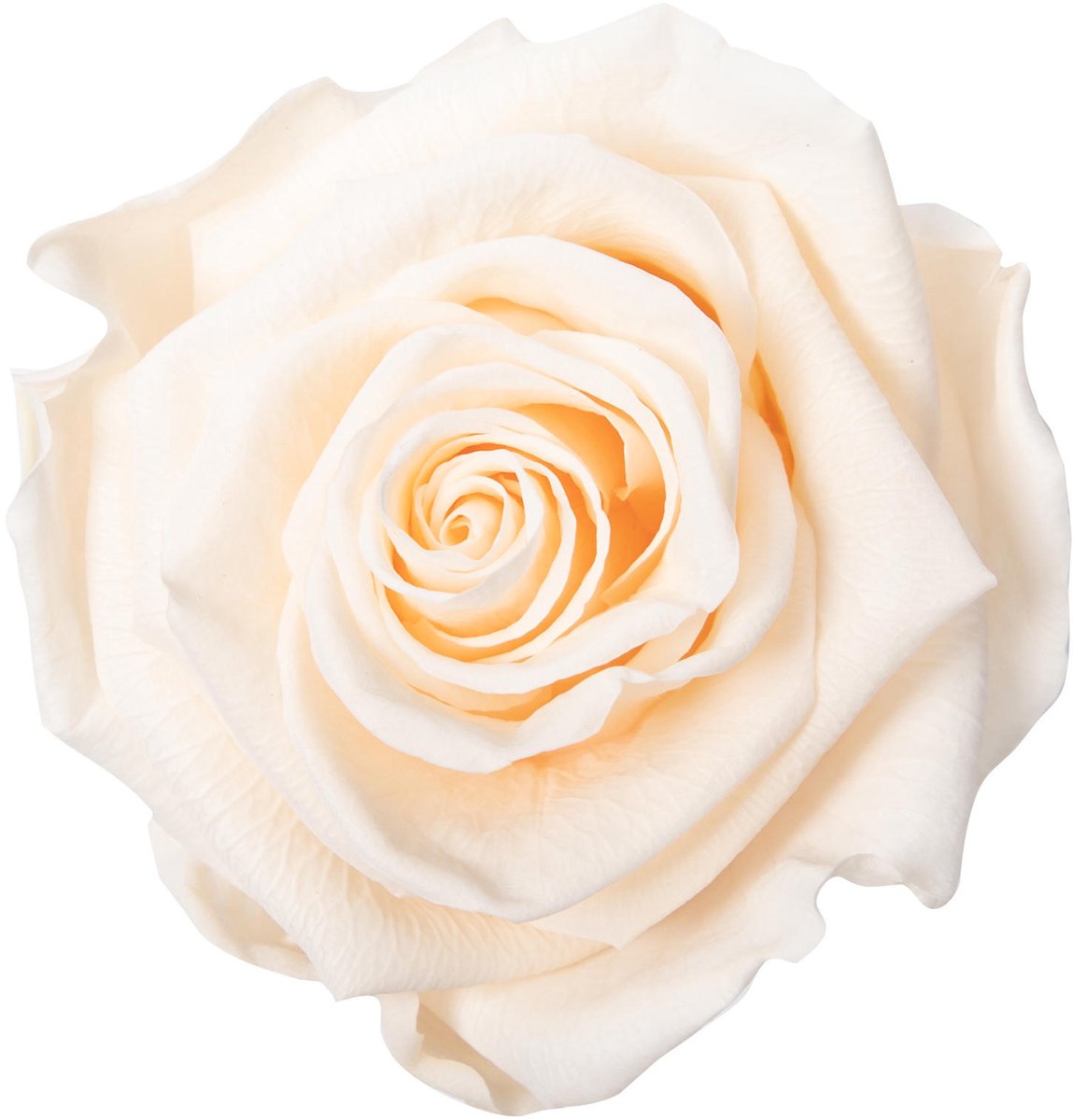 1x Dc pres.rozen pink champagne