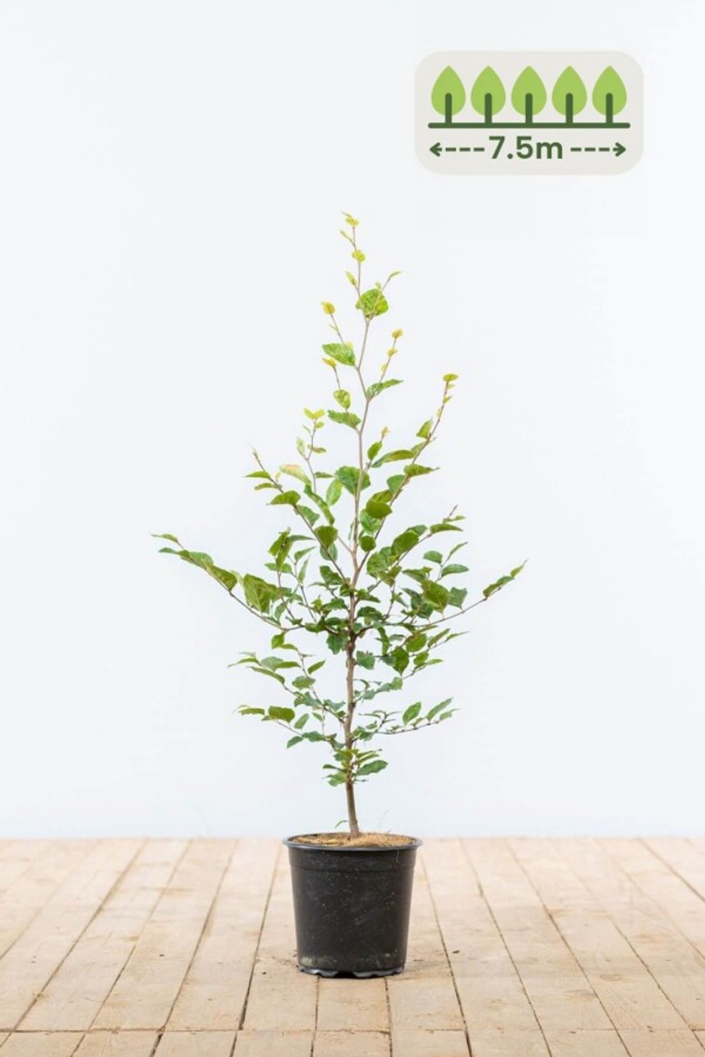 Groene Beuk 60-80 cm voor 7.5 meter - 38st. Fagus sylvatica