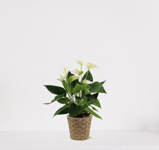 Anthurium Wit in siermand Mandy – bloeiende kamerplant – flamingoplant – 40-50cm - Ø13 – geleverd met plantenpot – vers uit de kwekerij