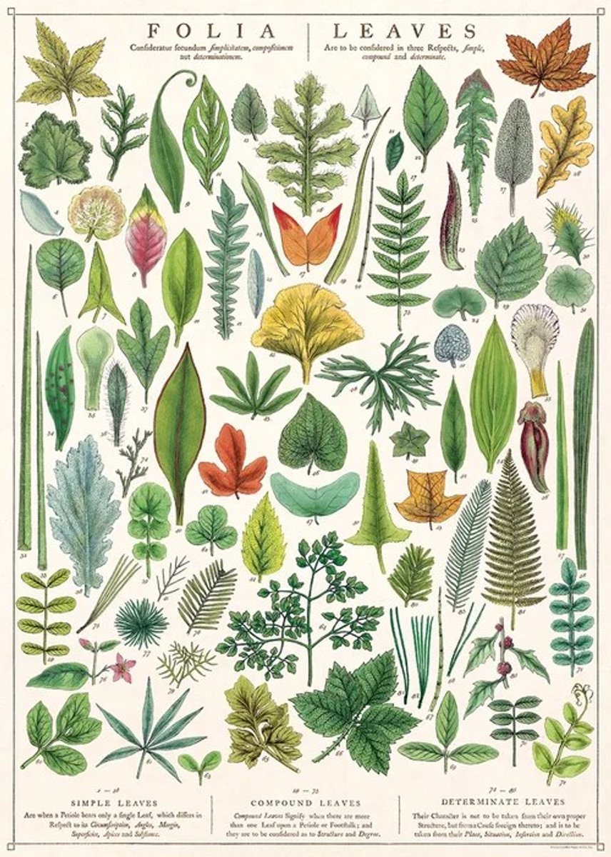 Poster - Bladeren - Cavallini & Co - Vintage schoolplaat Natuur