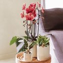 Een set orchideeën met zalmroze bloemen en cactussen in witte potten, op een rieten schaal bij een bank.