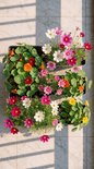 Olijfgroene plantenbak gevuld met kleurrijke roze, witte, rode en oranje bloemen op een betegelde ondergrond.