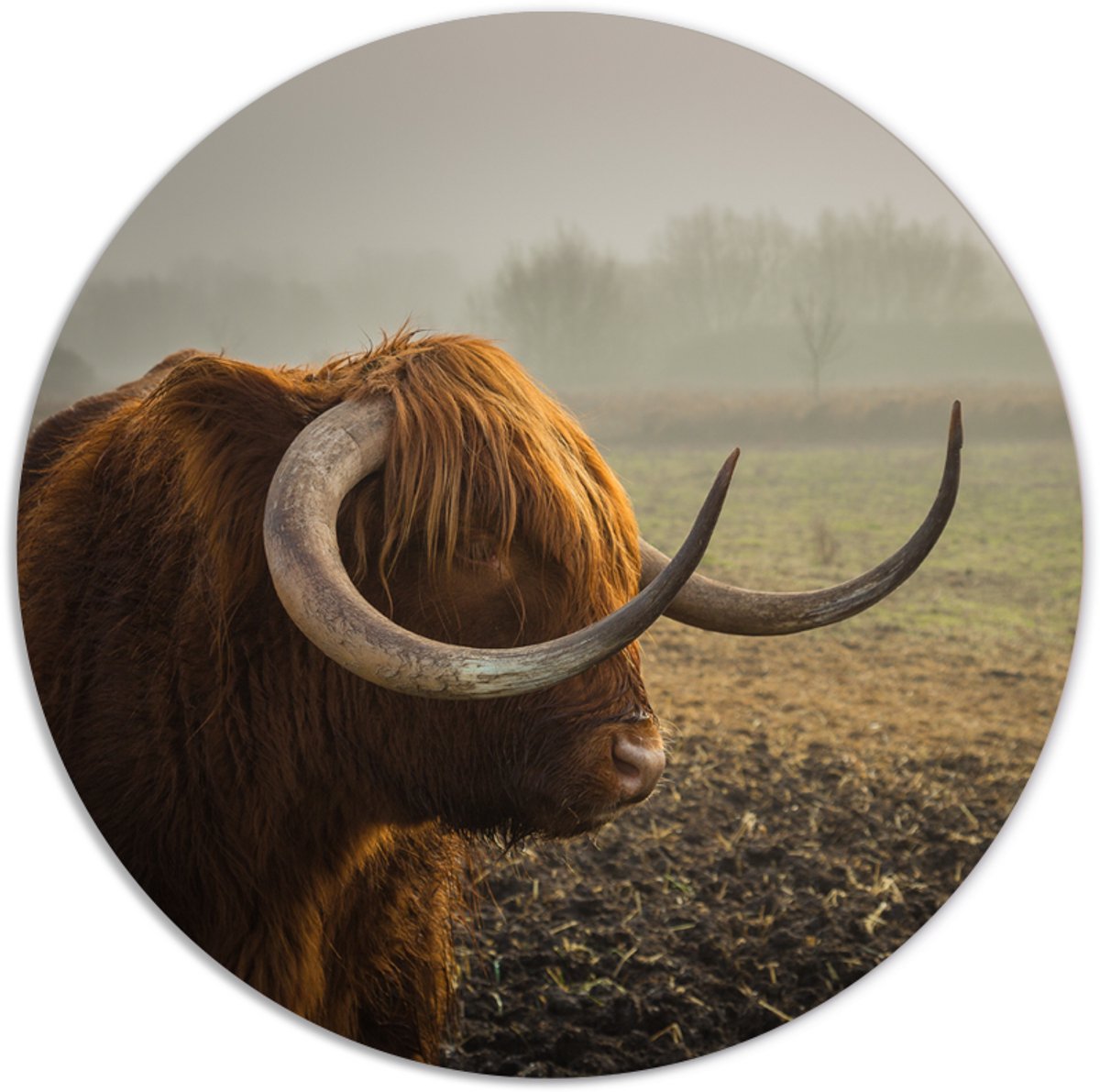 Label2X - Muurcirkel bull - Ø 25 cm - Forex - Multicolor - Wandcirkel - Rond Schilderij - Muurdecoratie Cirkel - Wandecoratie rond - Decoratie voor woonkamer of slaapkamer
