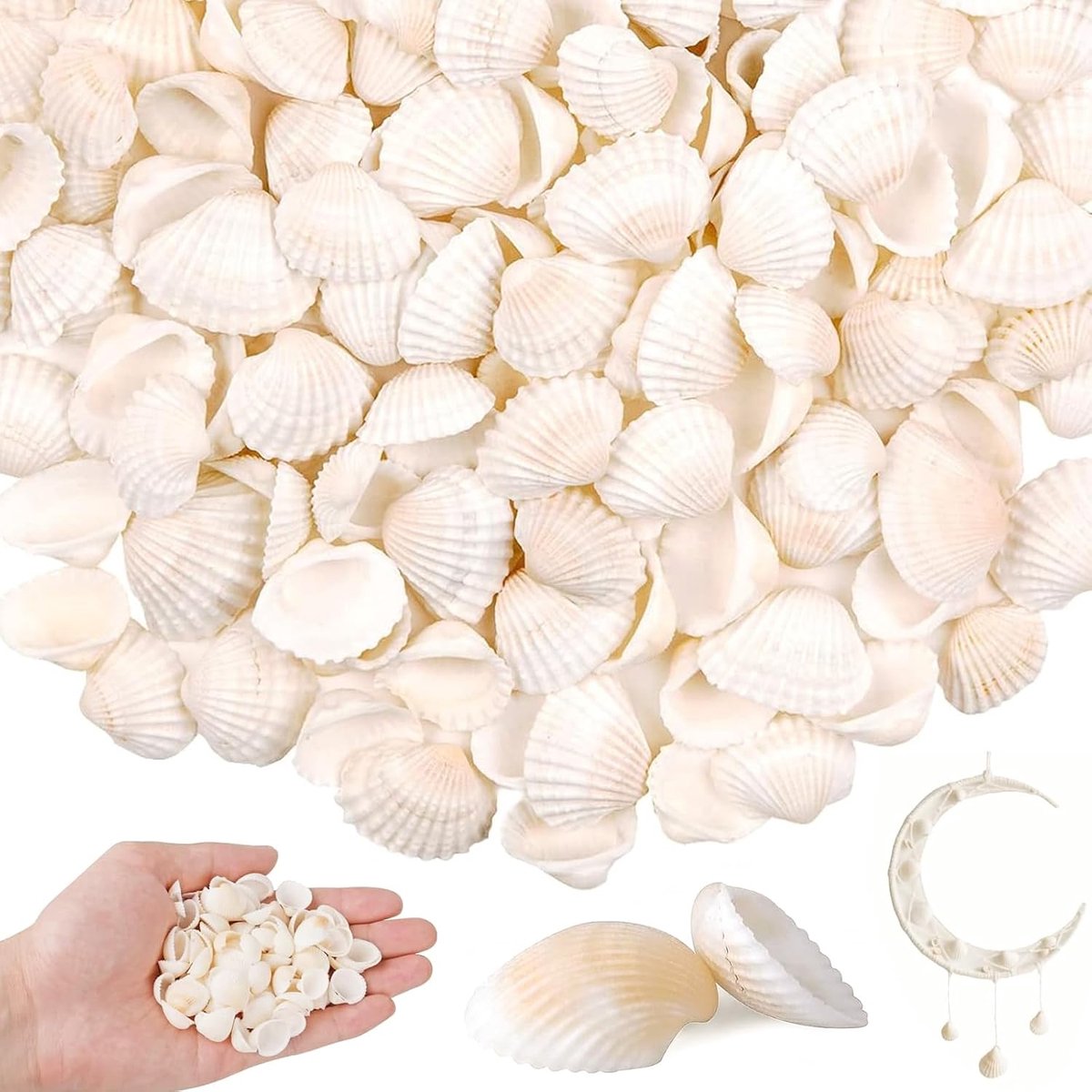 150 stuks witte natuurlijke schelpen, 2,5-4 cm, grote schelpen, decoratie voor strand, bruiloftsdecoraties, woondecoratie