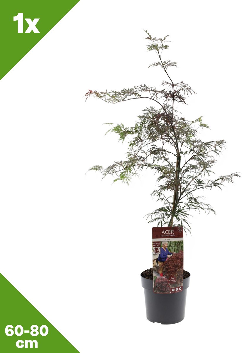 GARDENZO - Acer palmatum 'Garnet' (Japanse esdoorn) x 1, P19, 60-80 cm - Winterhard