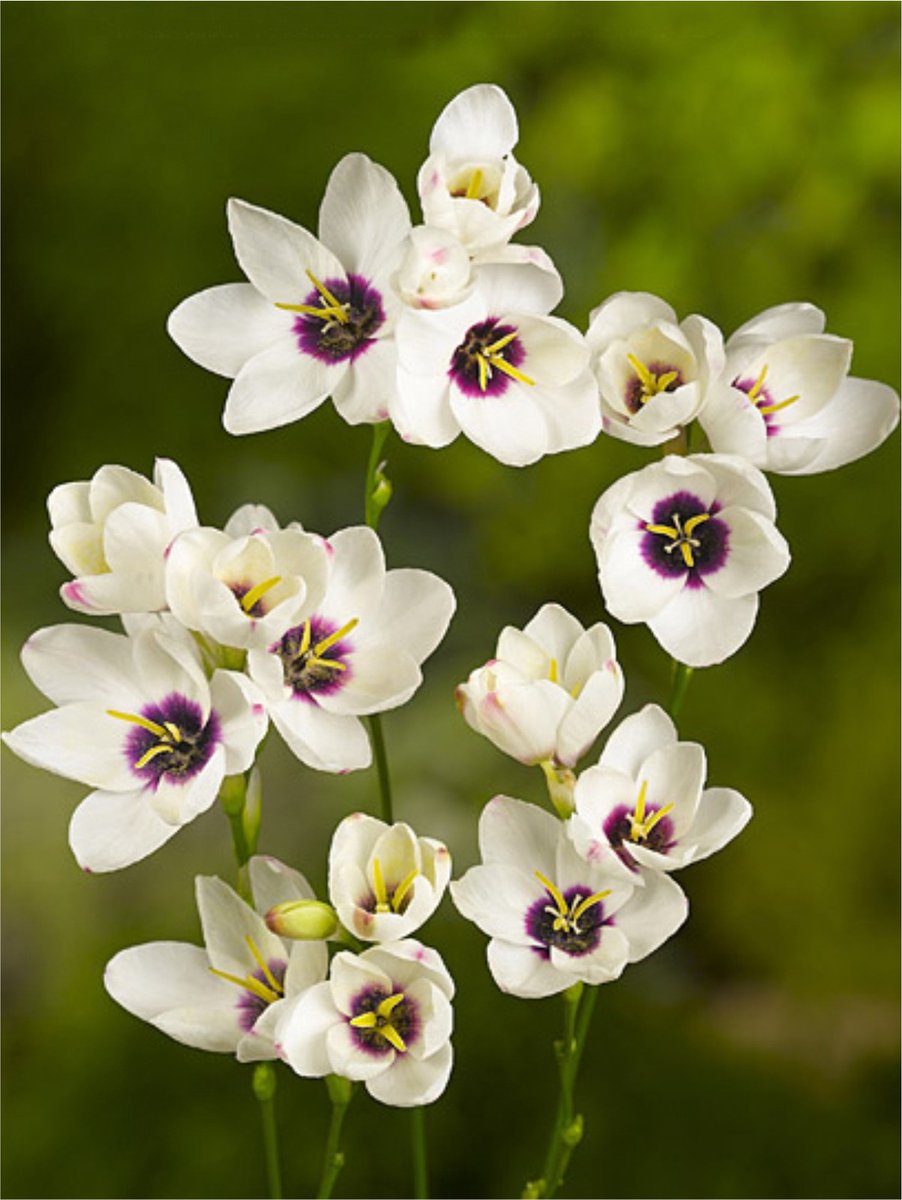 50x Afrikaanse korenlelie 'Ixia hogarth' - BULBi® Bloembollen met bloeigarantie