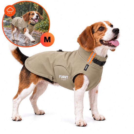 Beagle hond in beige softshell jas met ritsopening voor tuig en reflecterende strepen, in een studio.