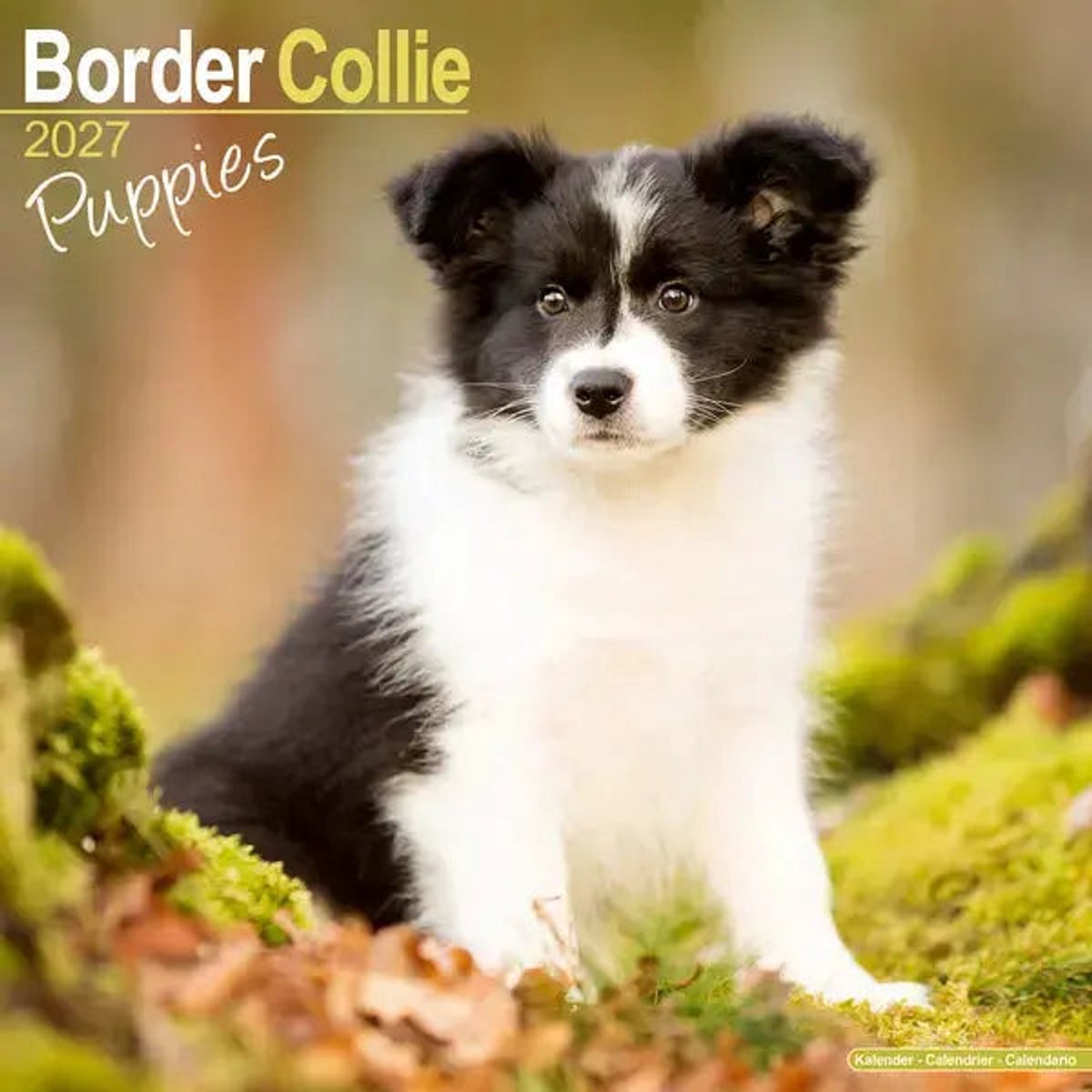 Border Collie Kalender Puppies 2027