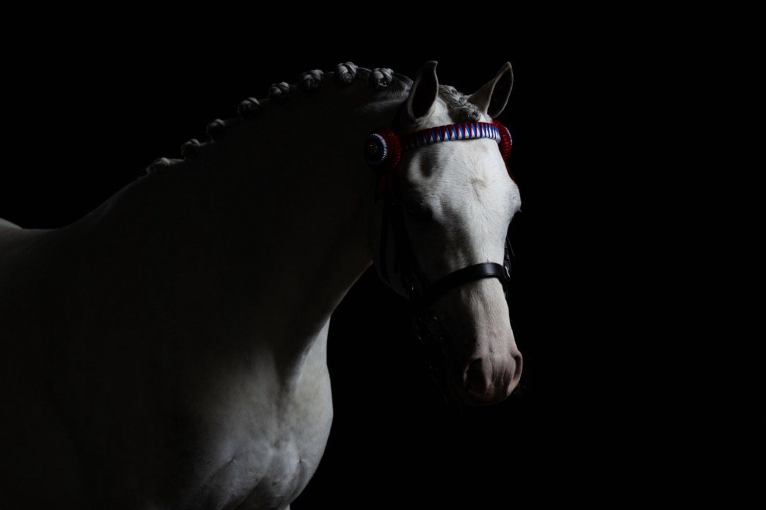 Vgdesign Wit paard in donker 130x70 cm tuinposter banner VGDesign onbekend
