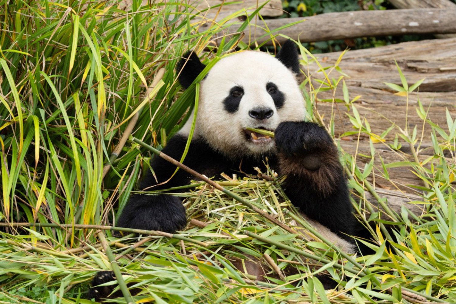 Vgdesign Panda eet bamboe 70x50 tuinposter banner VGDesign onbekend