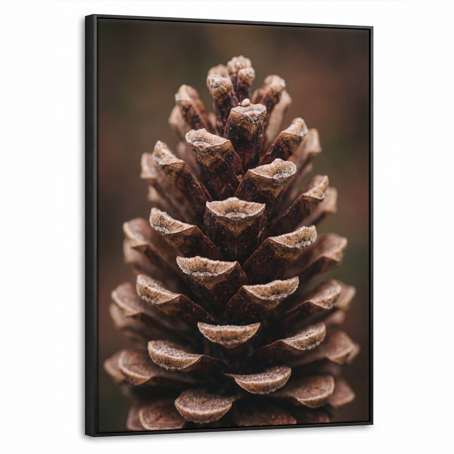 Canvas Schilderij met Baklijst 50x70cm - Dennenappel - Bos - Herfst - Bruin - Sfeervol - Muurdecoratie woonkamer - Slaapkamer decoratie - Kamer accessoires - Schilderijen op canvas met lijst