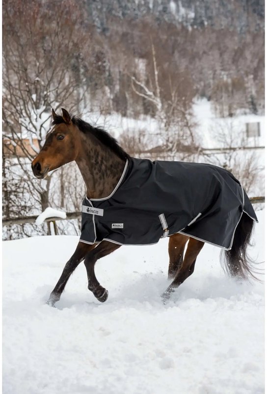 Bruin paard met een zwarte Bucas deken rent door een besneeuwd landschap.