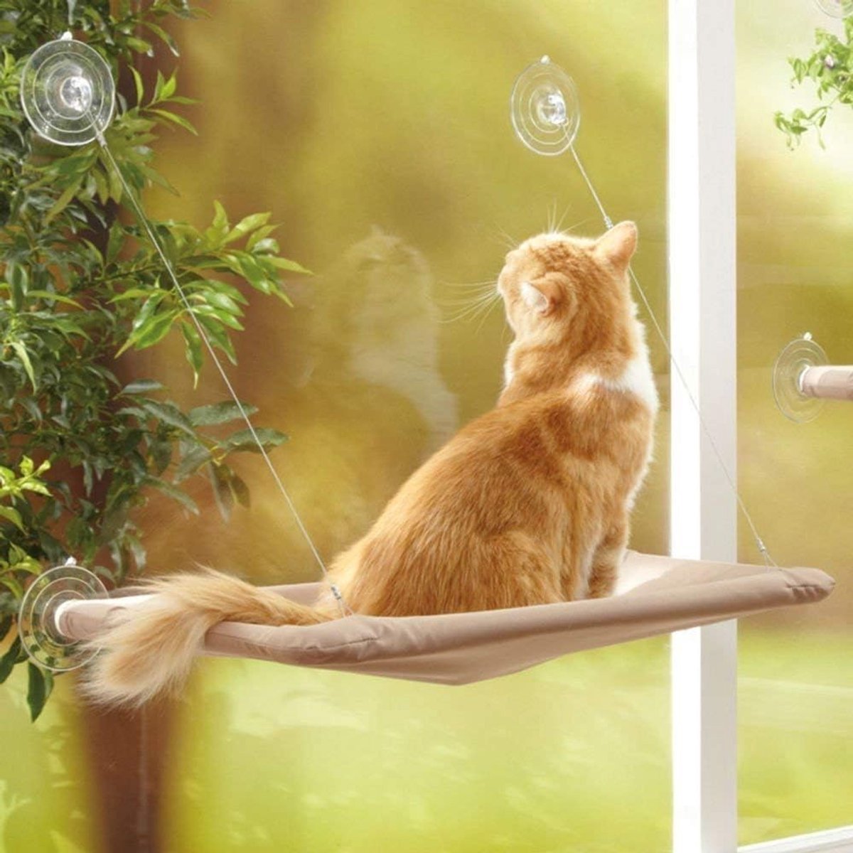 Hangmat voor katten met zuignappen, comfortabele kattenperch voor raam, duurzaam en robuust (55 x 32 cm)