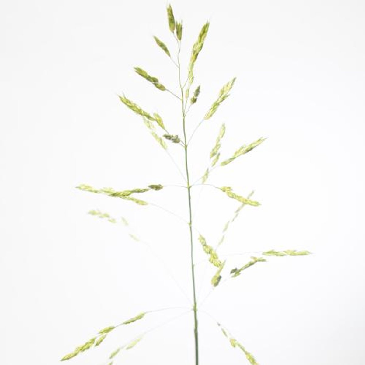 50x Gs panicum umbrella groen 80cm