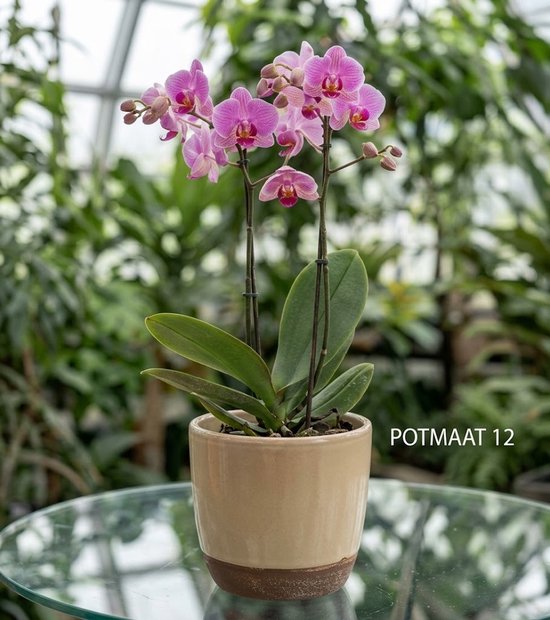 Orchidee | Phalaenopsis 4 tak Roze