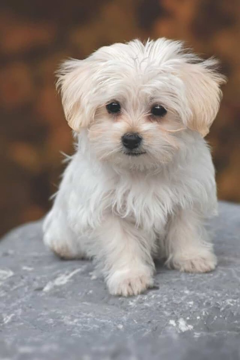 Lovely Pet Publishing Lovely Yorkshire Terrier Yorkie Dog: Password Book, 6x9" Internet Address Keeper & Organizer Logbook To Remember Your Internet Account Information: ... Notes - 132 Pa
