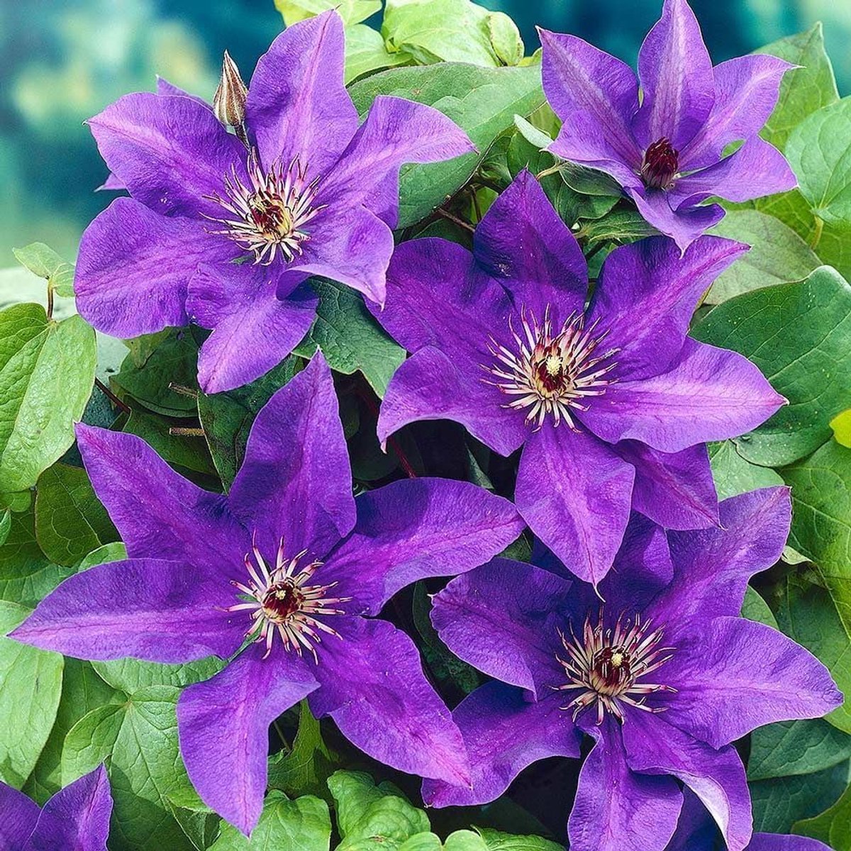 12 x Clematis 'The President' - Bosrank Paars - Bloeiende Klimplant Winterhard - Clematis 'The President' in C2(liter) pot met hoogte 50-60cm