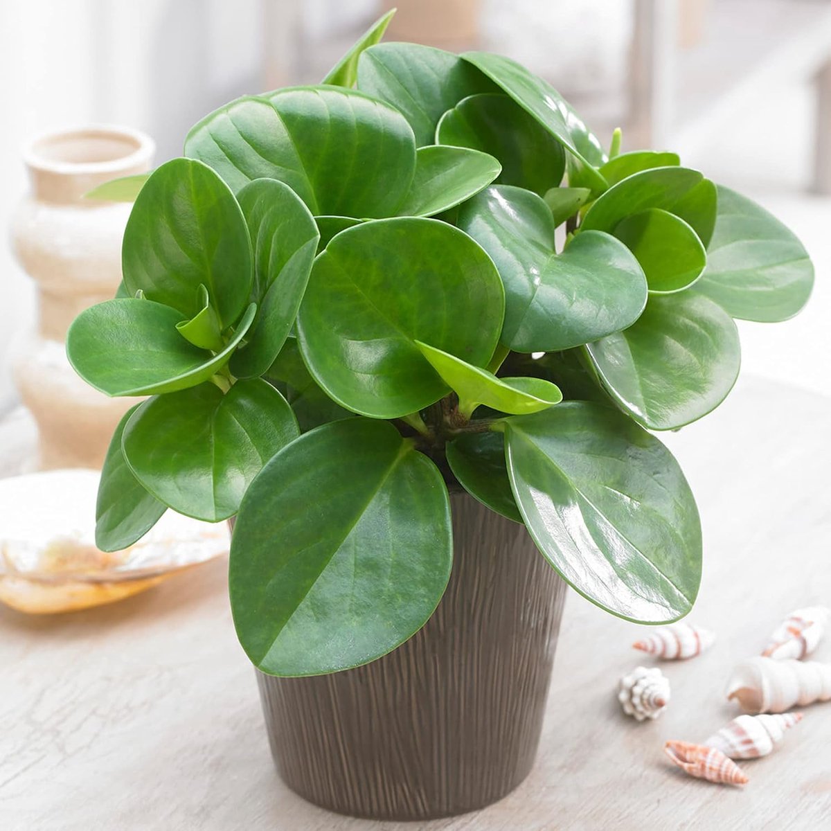 Regendruppels | Peperomia druppels in pot 20-30 cm | cadeau voor kamerplanten