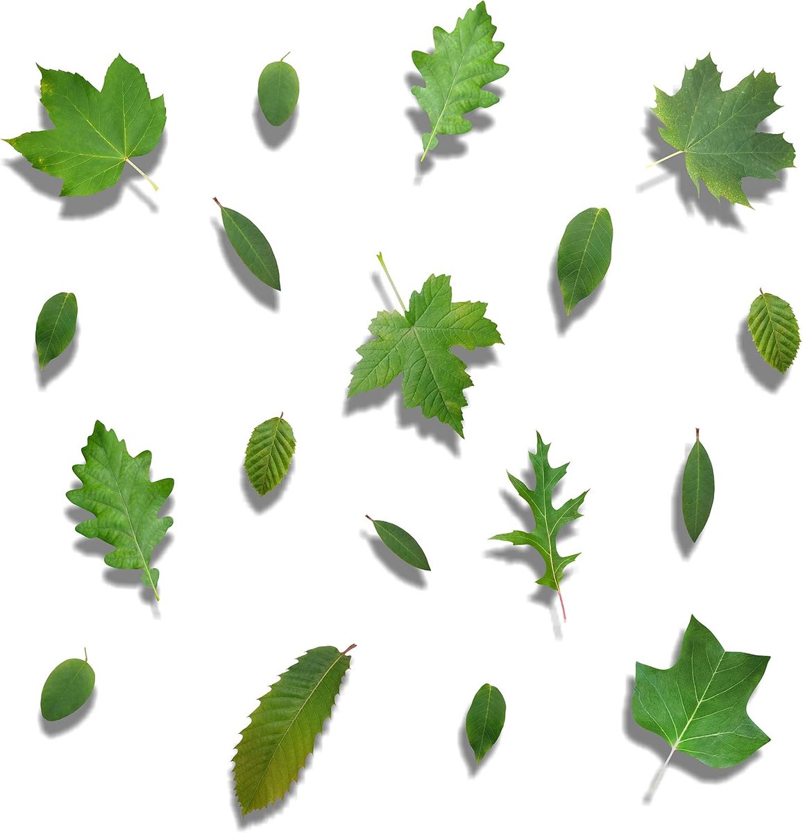 18 boombladeren, decoratieve stickers voor vogels, voor ramen, muren enz.