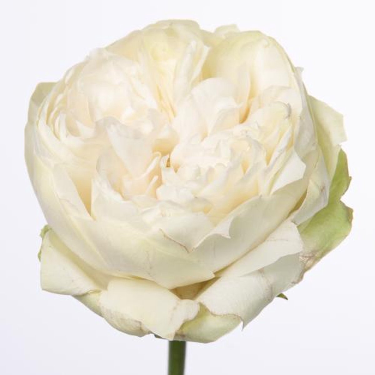 10x Rosa white kahala-bb 60cm