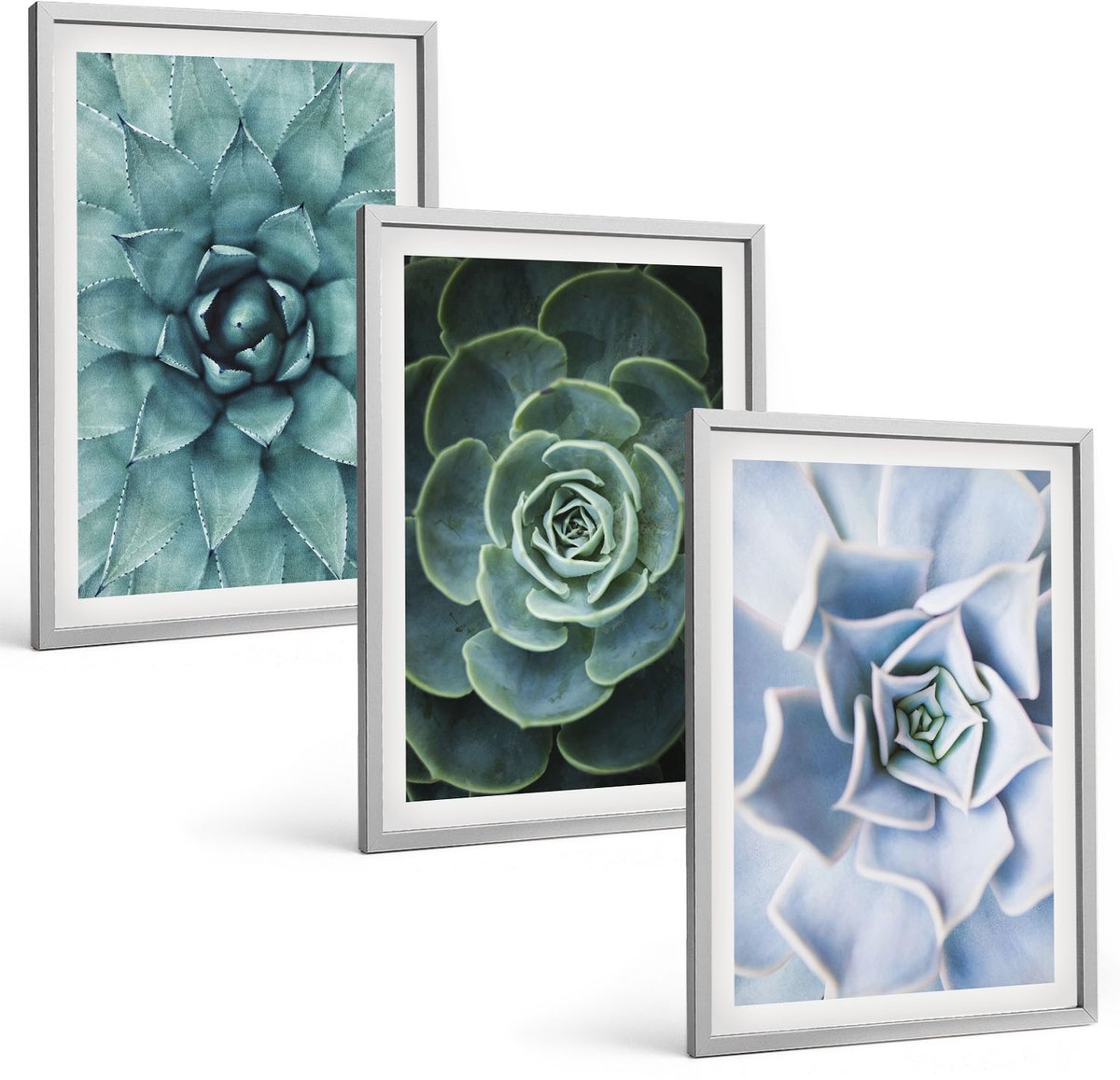 Coloray 3-Delige Schilderij Set - Vetplanten In Groene En Turquoise Tinten. - 40 x 60 cm - Muurdecoratie - Decoratieve Schilderijen - Wohnzimmer - Stijlvolle Muurdecoratie
