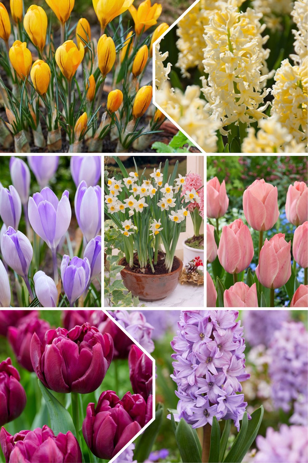 Skyler Bloembollen mix voor lasagne beplanting | 45 stuks | Bloembollen lasagne pakket | Bijen en vlinders | Tulp | Narcis | Hyacint | Krokus
