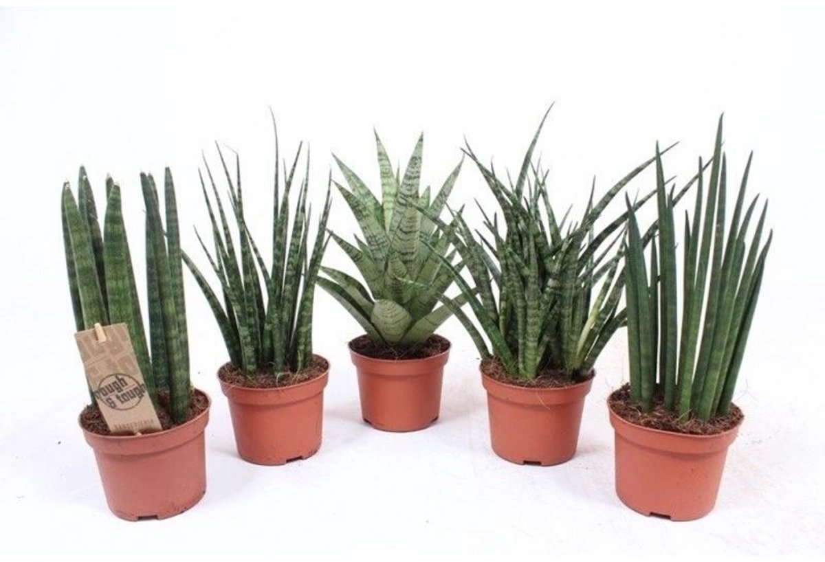 JUNAVERA Sansevieria mix in 8 cm pot – diverse mini-varianten, ± 25 cm hoge terrariumplanten