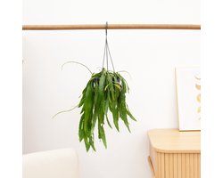 Rhipsalis Red Coral hangplant - 25 cm