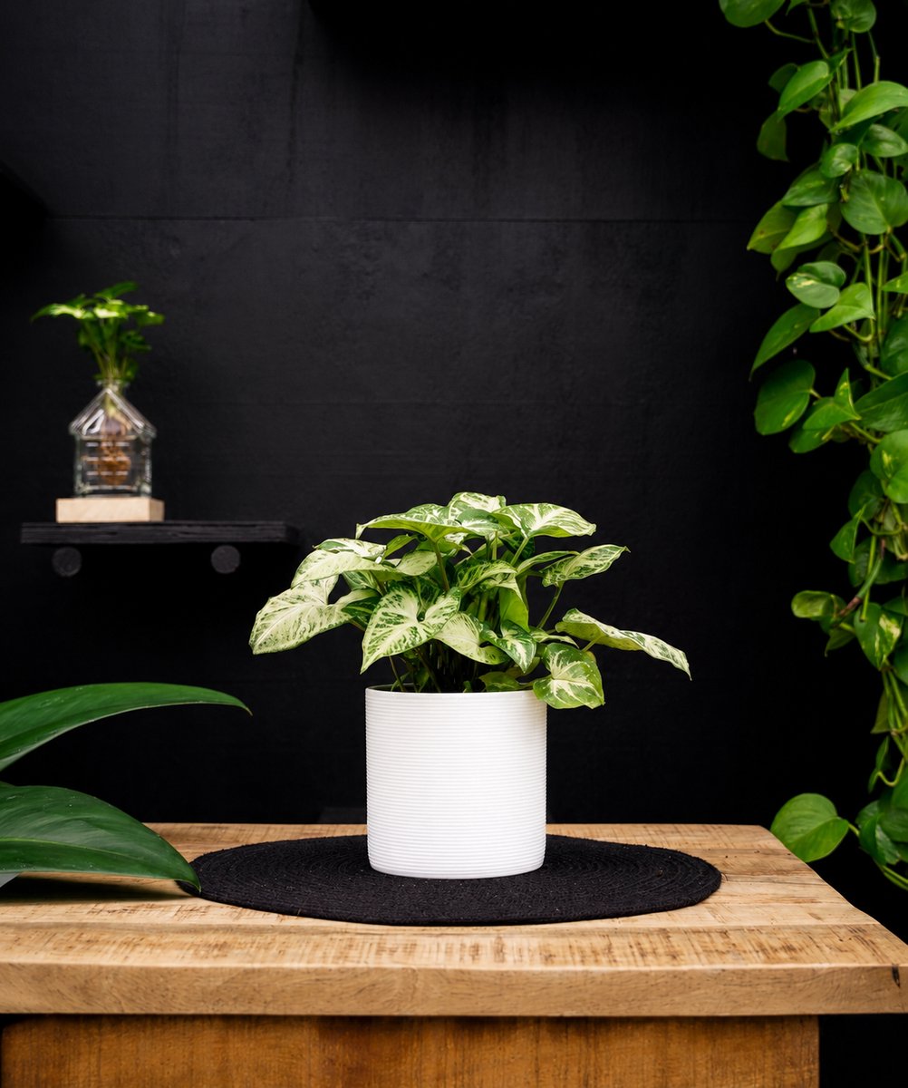 Syngonium | Arrow | 30cm | met wit keramieken pot