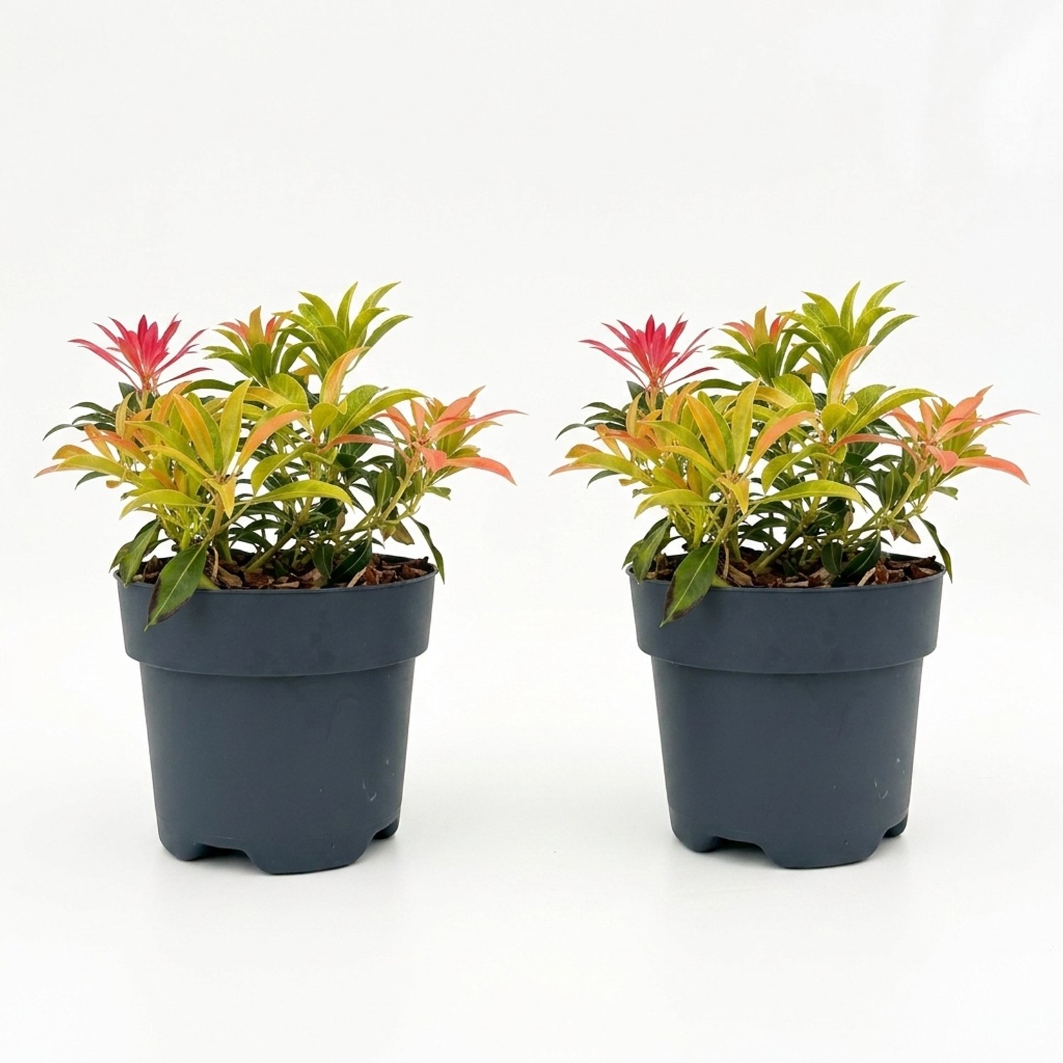 Bloomique - Set van 2 - Pieris Forest Flame - Rotsheide - Heester - Tuinplanten - Rood uitlopend blad - Witte klokjesbloemen - Winterhard - Groenblijvend - Hoogte 25-30 cm - Pot 17 cm