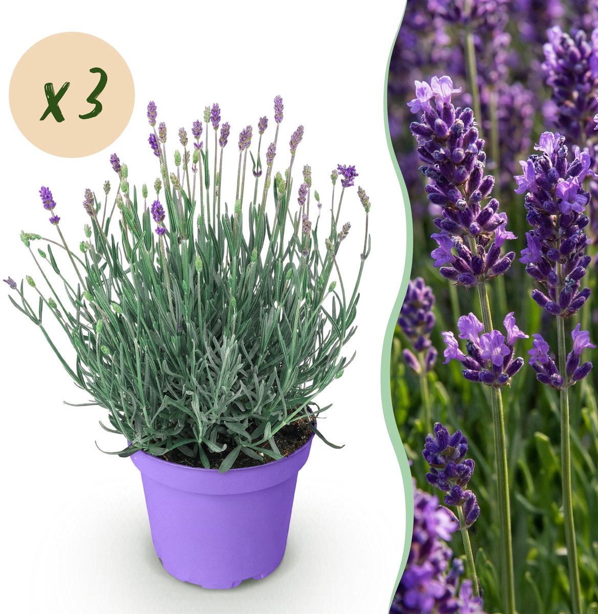 Plantenboetiek.nl | Lavandula angustifolia Munstead - Lavendel - Winterhard - Paars - 3 Planten - Ø12cm - 20-25cm hoog - Tuinplant