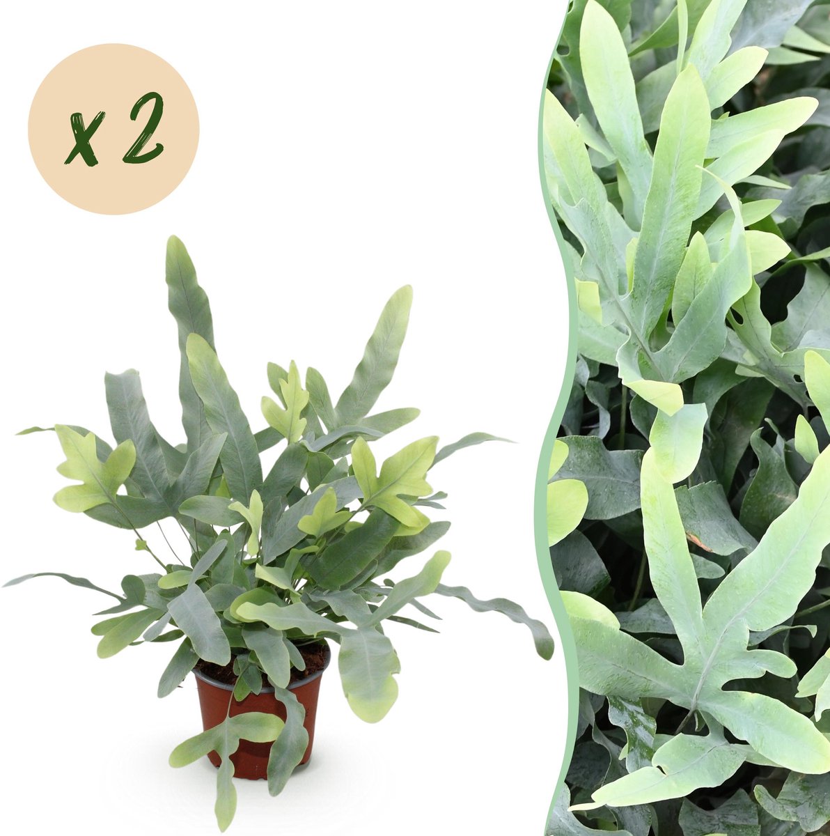 Plantenboetiek.nl | Phlebodium aureum Blue Star - Blauwe Varen - Huisdiervriendelijk - Blauw - 2 Planten - Ø12cm - 25-30cm hoog - Kamerplant - Groenblijvend