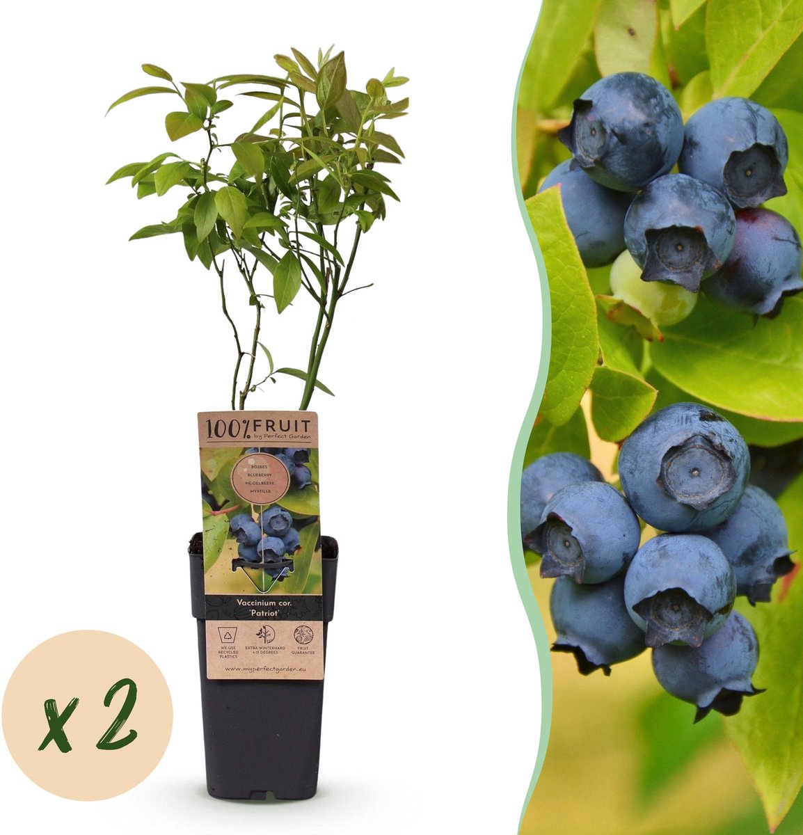 Plantenboetiek.nl | Vaccinium corymbosum Patriot - Bosbes - Winterhard - Blauwe Bes - 2 Planten - Ø15cm - 40-50cm hoog - Tuinplant