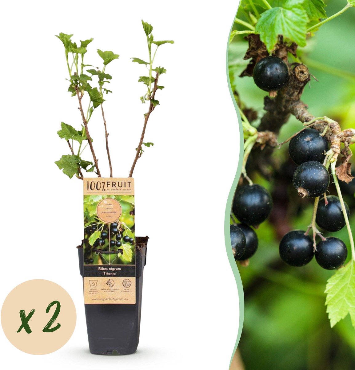 Plantenboetiek.nl | Ribes nigrum Titania - Bessenplant - Winterhard - Zwarte Bes - 2 Planten - Ø15cm - 40-50cm hoog - Tuinplant