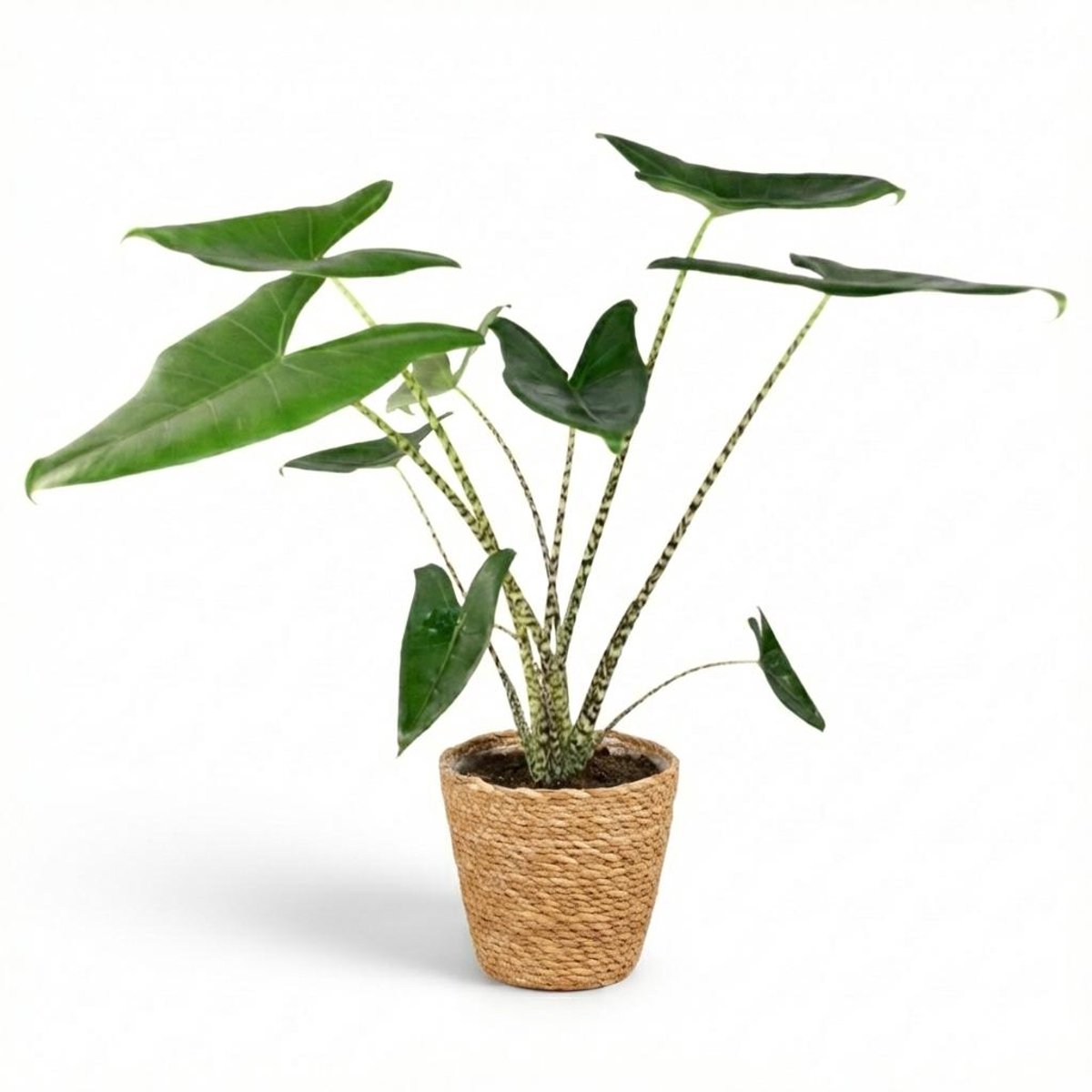 Plantenboetiek.nl | Olifantsoor Zebrina - Alocasia Zebrina - Groen - Weinig onderhoud - met Mand - Ø21cm - 70 - 75cm hoog - Kamerplant - Groenblijvend