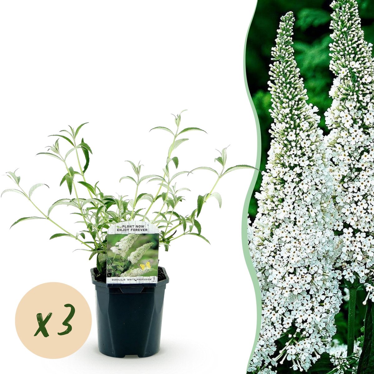 Plantenboetiek.nl | Buddleja davidii White Profusion - Vlinderstruik - Winterhard - Wit - 3 Planten - Ø17cm - 35-45cm hoog - Tuinplant