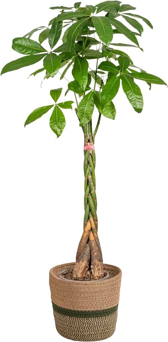 Aquatica - Geldboom - met mand - 120-140cm - Ø24cm - Kamerplant - Groenblijvend