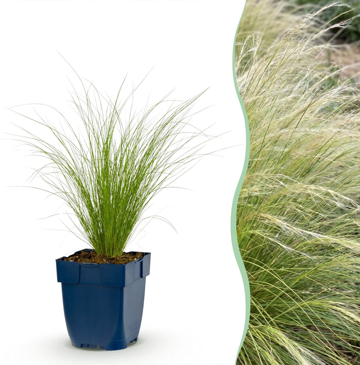 Plantenboetiek.nl | Stipa tenuissima Ponytails - Vedergras - Groenblijvend - Groen - 24 Planten - Ø11cm - 15-25cm hoog - Tuinplant