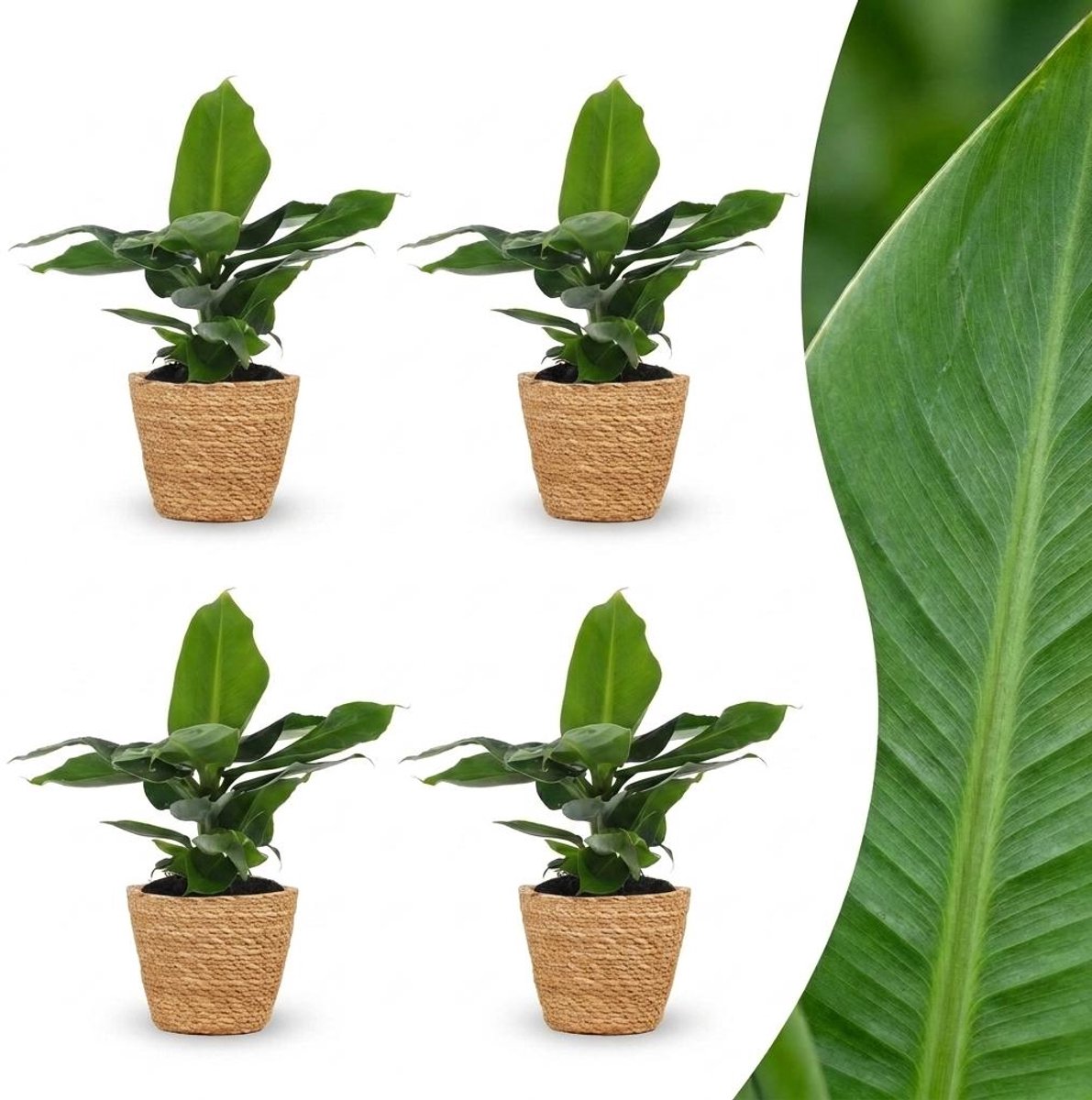 Plantenboetiek.nl | Musa Oriental Dwarf - Dwergbanaan - 4 Planten - met Zeegras Mand - Ø12cm - 30cm hoog