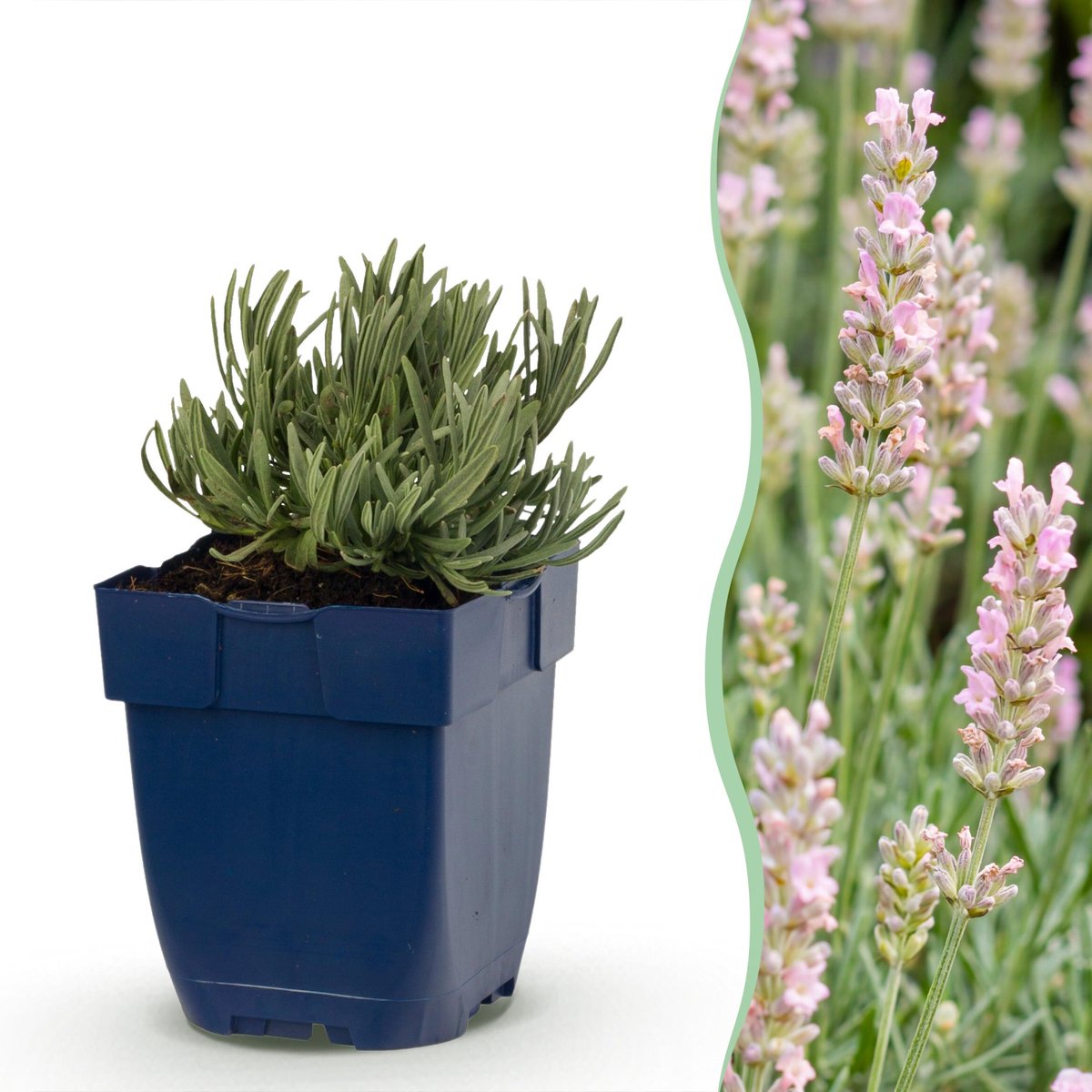 Plantenboetiek.nl | Lavandula ang. Rosea - Lavendel - Geurend - Roze - 24 Planten - Ø11cm - 15-25cm hoog - Tuinplant