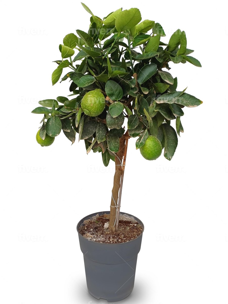Dailygoods- Limoenboom 90cm - Onderhoudsvriendelijke Fruitboom - Geschikt voor Terrasbalkons - Citrus Latifolia - Perfect voor Zonnige Locaties